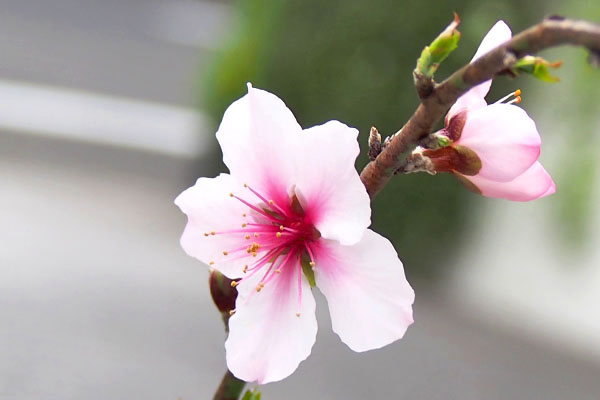 almond flower pink