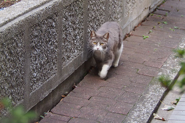 レックス　離れて呼んでみた