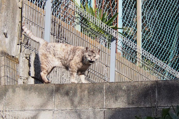 しっぽ上げて鳴く　銀