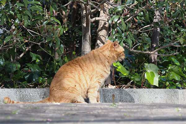 遠くに向かって鳴く　コルレ