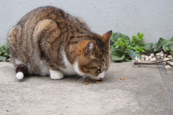 サーヤ　食べる