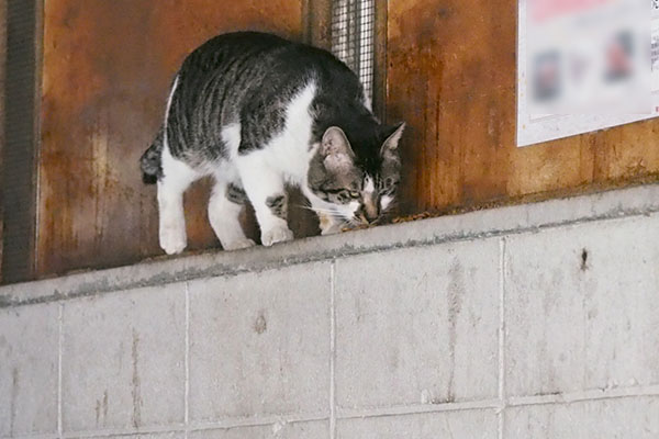 発見　カリカリ　オンブレ