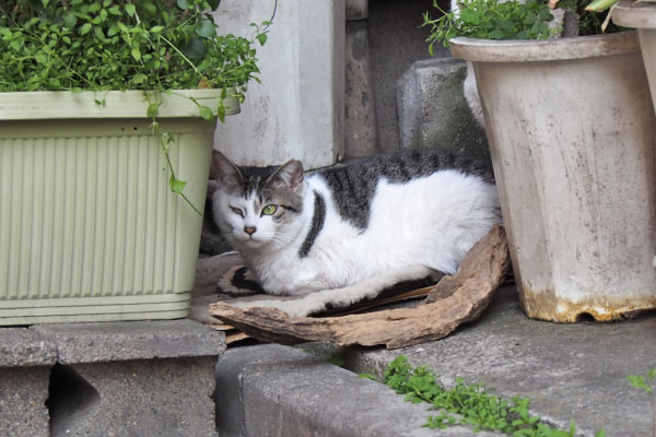 kei sitting