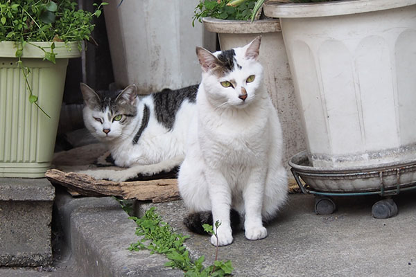 知らぬまに出て来た　オーロラ