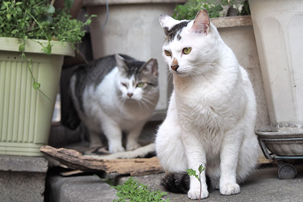 ケイ　立ち上がる