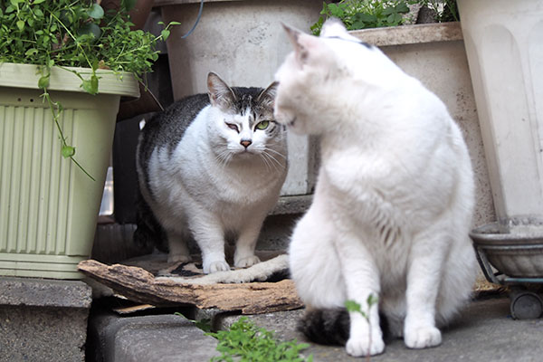 こいちゅカリカリくれるよね　母子の会話