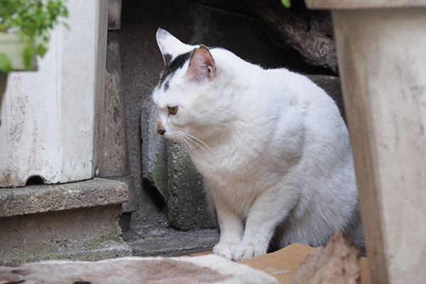 何かを待っているオーロラ