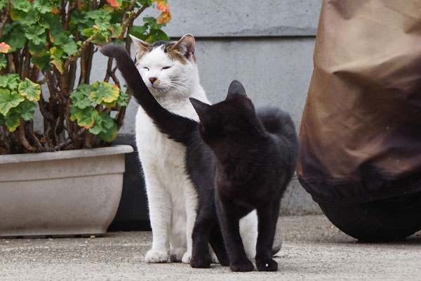 コチュ君迷惑顔