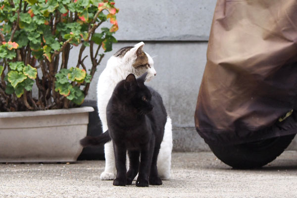 同時に見る　コチュとモノ太