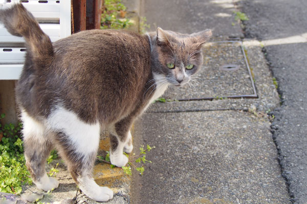 お尻を見せるちびにゃん