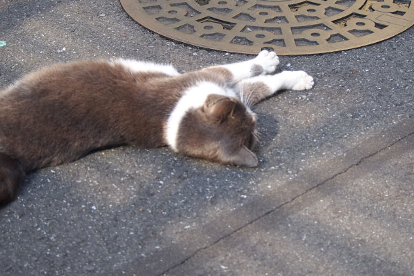 転がる　ちびにゃん