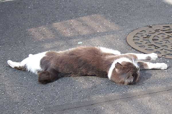 止まる　ちびにゃん