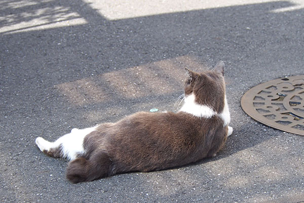 遠くを見る　ちびにゃん