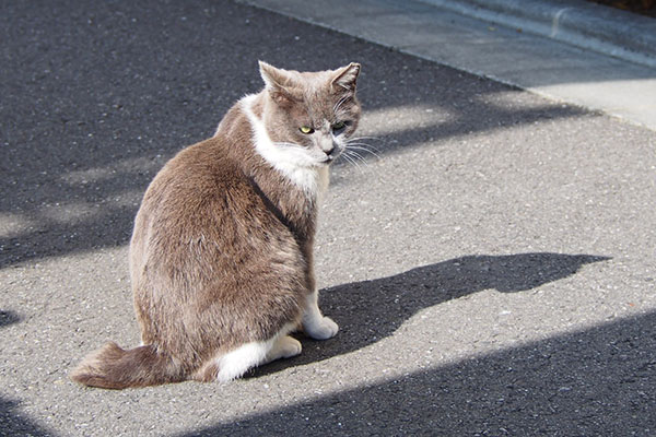 またにゃ　ちびにゃん