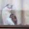 calico housecat as window