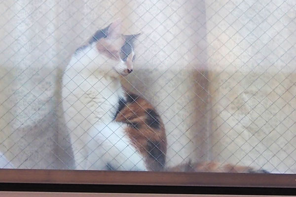 calico housecat as window