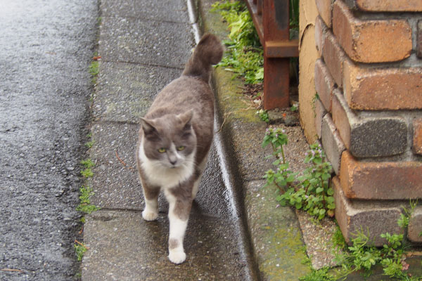 ちびにゃん　うろちょろ