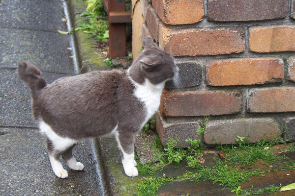 ちびにゃん　柱にスリスリ