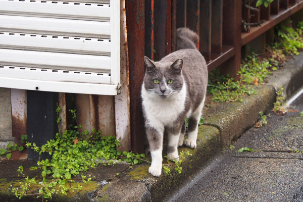 ちびにゃん　解説中