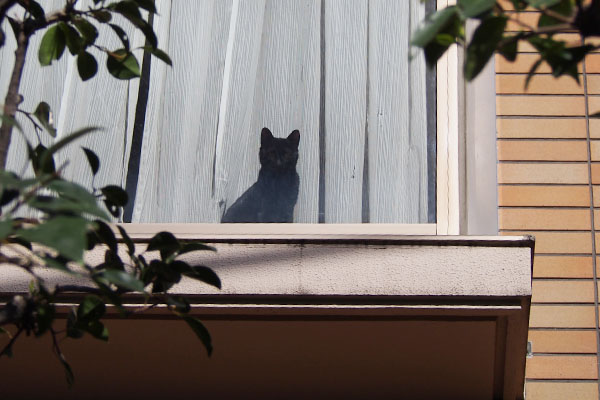 黒猫さん　窓辺　正面