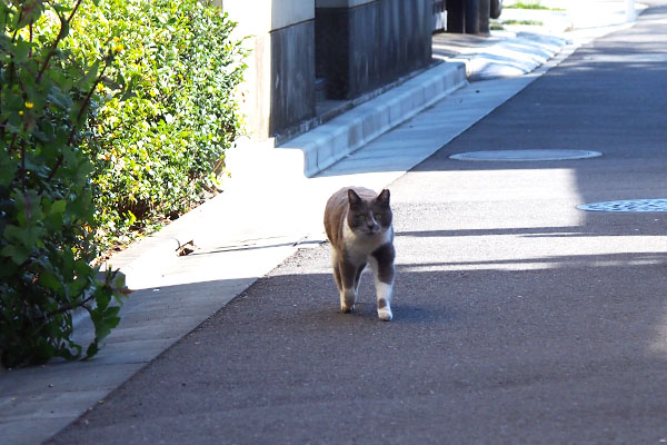 ちびにゃん　オヤツーっと言いながら