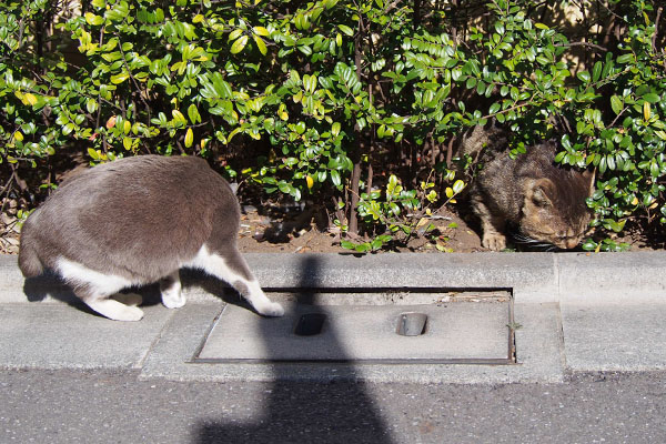 ちびにゃん　来る