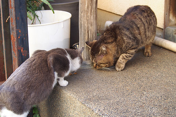 ロキに置いたカリカリを横取りするちびにゃん