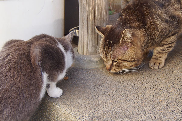 roki and chibinyan eating