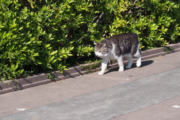 やって来る　タンタル