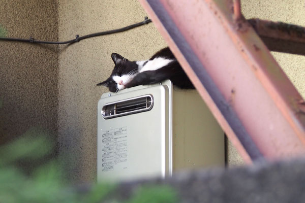 ニコル　お気に入りの場所