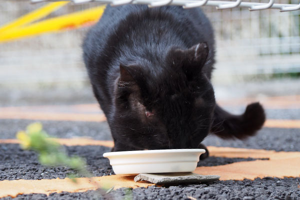 ティア　食べる　正面