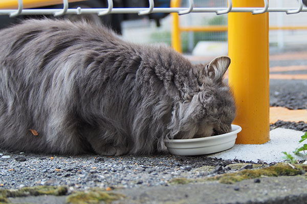 マフ　食べる