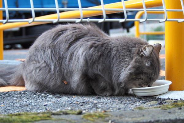 マフ　珍しくゆっくり食べる