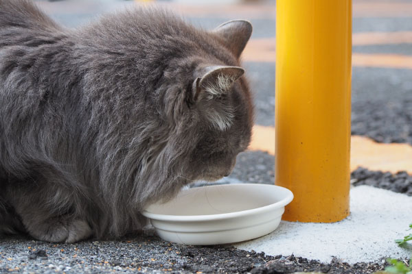 マフ　完食