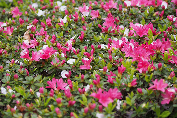 sakura petals on azarea