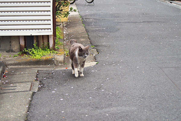 ちびにゃん　兄を見る