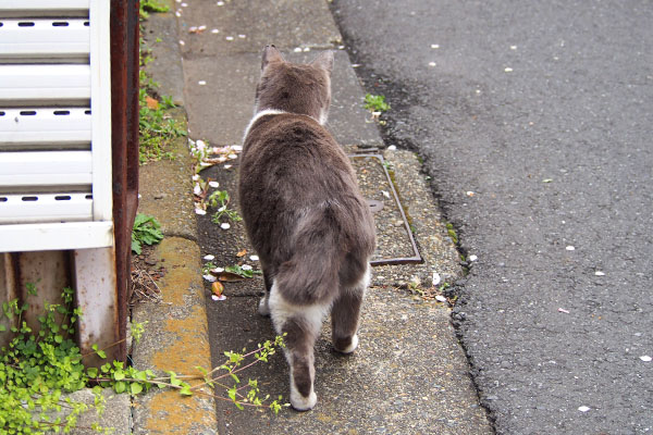 ちびにゃん　お尻