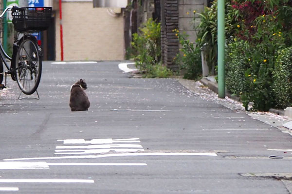 離れて　ちびにゃんと坊