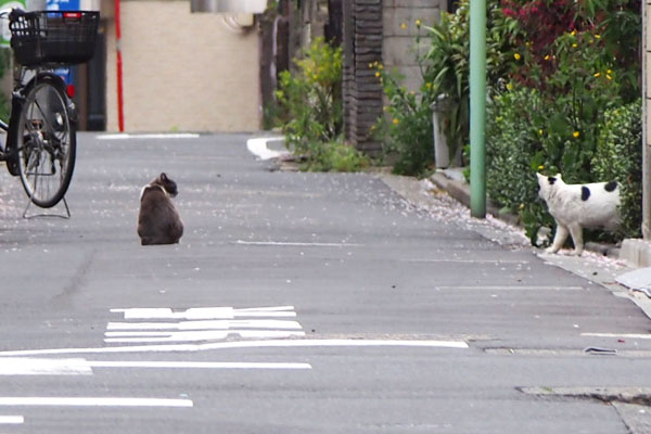 離れて　ちびにゃんと坊２