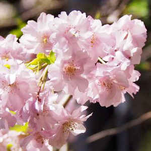 flower sakura pink group