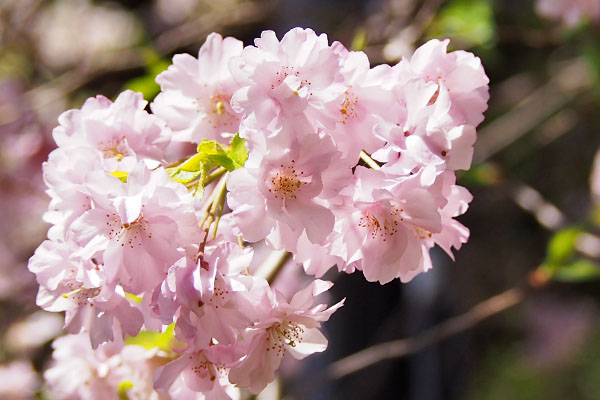 flower sakura pink group