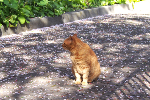 トッキーを呼ぶコルレ