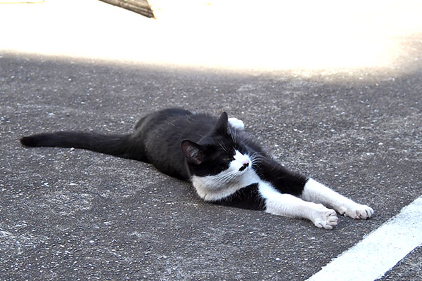 こまち　出て来て伸びる