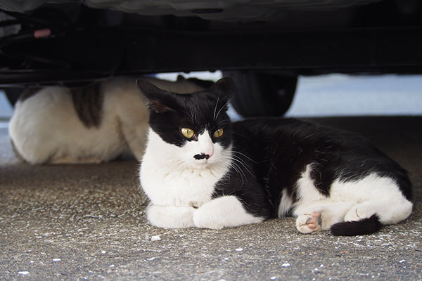 こまちとコチュ　車の下