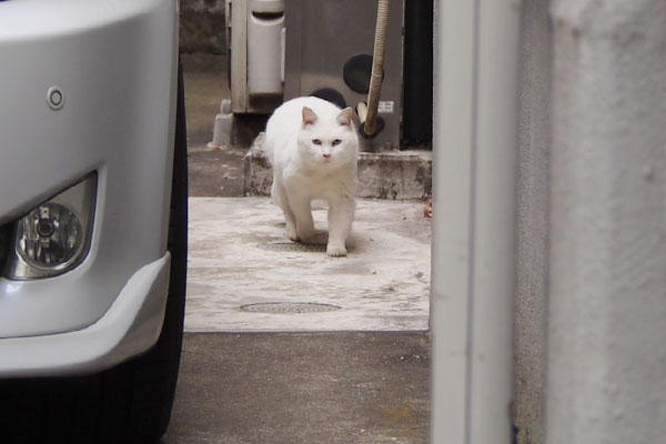 リリ　角を曲がって出て来た