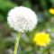 dandelion seeds