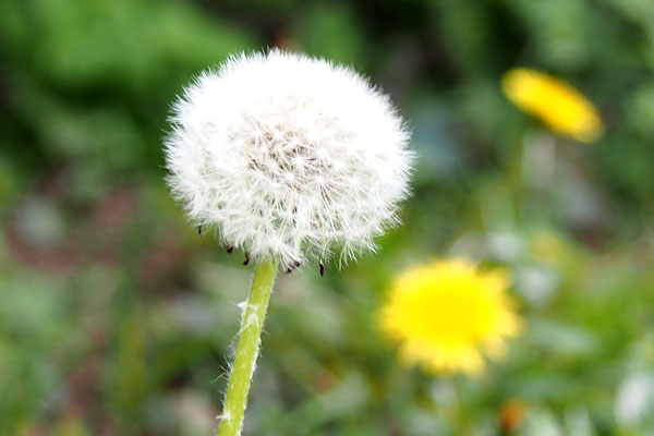 dandelion seeds