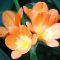 flower orange kunshiran clivia