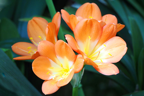 flower orange kunshiran clivia