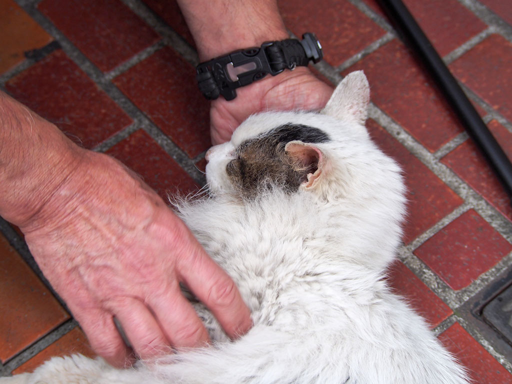 ran and cat lover man's hand